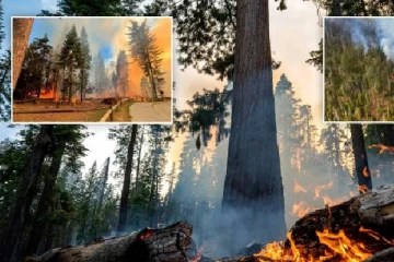 2000 ஆண்டுகள் பழமையான பெரிய மரங்கள் எரிந்து சேதம்: தேசிய பூங்காவில் சம்பவம்