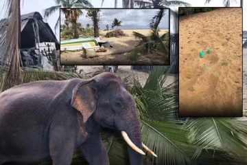 யாழ். வடமராட்சி கிழக்கில் யானைகள் அட்டகாசம் : சந்தேகம் வெளியிட்டுள்ள மக்கள்