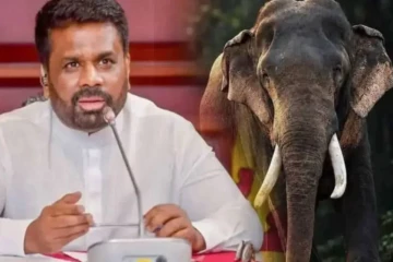 காவன்திஸ்ஸ யானையின் மரணத்திற்கான காரணத்தைக் கண்டறிய விசேட குழு விசாரணை