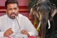 காவன்திஸ்ஸ யானையின் மரணத்திற்கான காரணத்தைக் கண்டறிய விசேட குழு விசாரணை