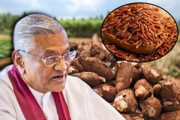 அரிசி இல்லையென்றால் மரவள்ளிக்கிழங்கை சாப்பிடுங்கள்! மாற்று உணவை அறிவித்த அரசாங்கம்