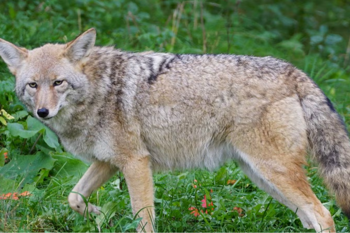 கனடாவில் சிறுமி மீது ஓநாய் தாக்குதல் | Teen Girl Taken To Hospital After A Coyote