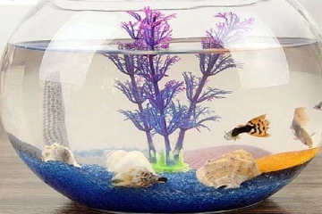 வட்ட வடிவ மீன் தொட்டிகளுக்கு தடை விதித்த பெல்ஜியம்...என்ன காரணம் தெரியுமா?