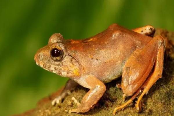 தன் உடலின் பாகத்தையே சாப்பிடும் உயிரினங்கள்! இந்த வினோத பழக்கம் ஏன்னு தெரியுமா? | Which Organisms That Eat Their Own Bodies And Why