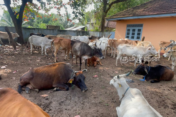 போக்குவரத்திற்கு இடையூறான கால்நடைகள் மடக்கிப்பிடிப்பு | Cattle That Were Obstructing Traffic Were Seized