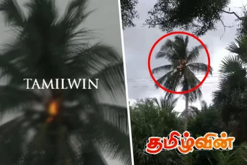 மின்னல் தாக்கியதில் பற்றி எரிந்த தென்னை மரம்