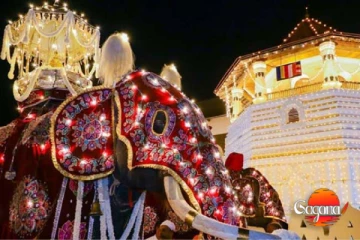 ඉදිරියට දළදා පෙරහැරේ අලි ඇතුන් නෑ විශේෂ අනාවරණයක්