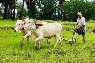 ‘‘கோவணம் கட்டி ஏர் கொண்டுழுது தமிழரை அழிக்கும் வேடதாரித்தமிழ் அரசியல் தலைவர்கள்’’