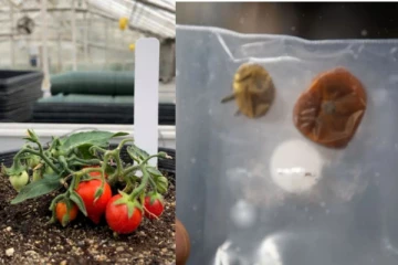 விண்வெளியில் காணாமல் போன தக்காளி - ஓராண்டிற்கு பின் கிடைத்த அதிசயம்..!