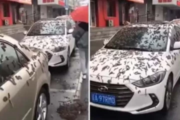 சீனாவில் திடீரென புழுக்கள் மழை! ஆராய்ச்சியாளர் கூறுவது என்ன?