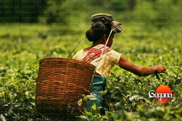 වතු සේවක වැටුප ගැන අසුබ ආරංචියක්