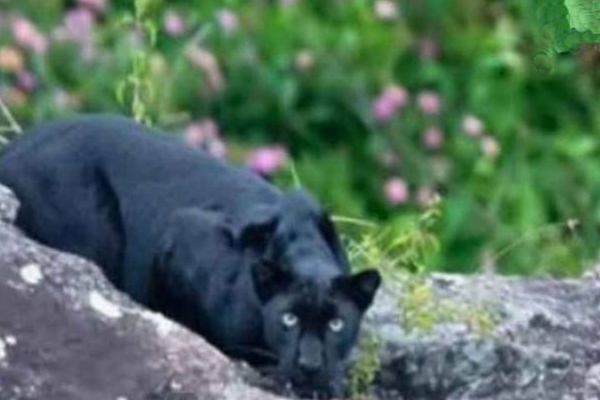 இலங்கையில் சுற்றுலாப் பயணிகள் கண்ட அரியவகை கருஞ்சிறுத்தை! | Rare Black Leopard Spotted Tourists In Sri Lanka