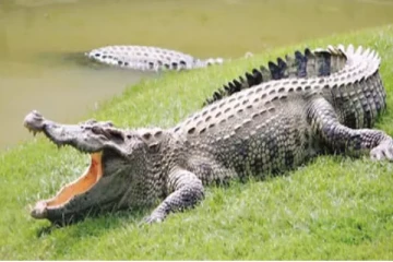 முதலை இழுத்துச்சென்றவரின் சடலம் மீட்பு