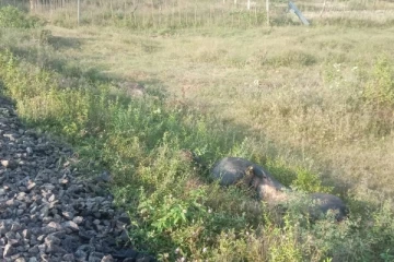 வவுனியாவில் கடுகதி புகையிரதம் மோதி 16 எருமை மாடுகள் பலி