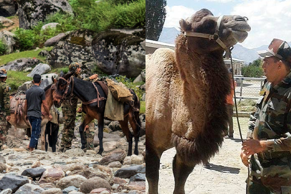 animals in indian army