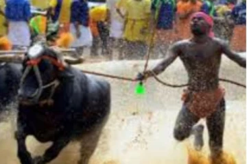 களைகட்டிய போட்டி: சீறிப்பாய்ந்த எருதுகளின் வீடியோ காட்சிகள்