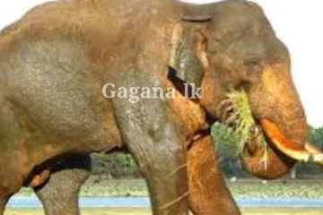 ලංකාවම සංවේදී වුණ අග්බෝට ආයෙමත් වෙඩි - ජිවිතය අනතුරේ?.(VIDEO)