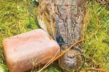 450 பேரை உயிருடன் விழுங்கிய முதலைகள்... ஆனால் அவற்றைக் கொல்ல அனுமதி இல்லையாம்