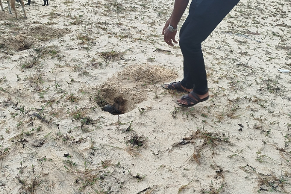குடத்தனை வடக்கு கிராமத்தில் பனை விதை நடுகை | Planting Of Palm Seeds In Kudathanai North Village குடத்தனை வடக்கு கிராமத்தில் பனை விதை நடுகை | Planting Of Palm Seeds In Kudathanai North Village