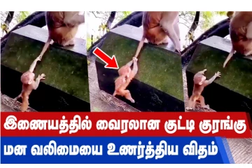 இணையத்தில் வைரலாகும் குட்டி குரங்கு - மனவலிமையை உணர்த்திய விதம்