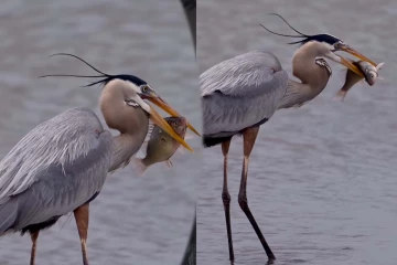 Viral Video: ஒரு மீனை பிடிக்க எவ்வளவு ரிஸ்க் எடுக்கிறது? நாரையின் அசத்தல் வேட்டை