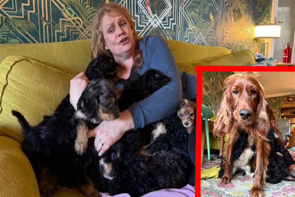 பிரித்தானியாவில் 17 குட்டிகளை ஈன்று சாதனை படைத்த நாய்! | Dog In Kent Has Given Birth To A Record 17 Puppies