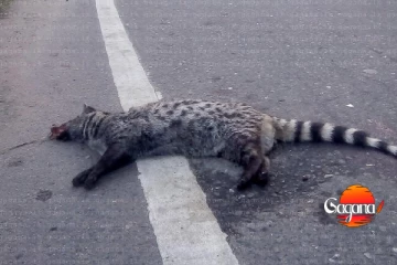 බගවන්තලාවේ වාහන අනතුරකින් දුර්ලභ සතෙකු මරුට