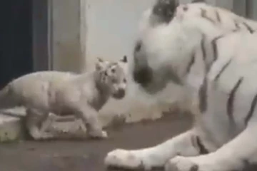 ஒற்றை நொடியில் தாயை தடுமாற வைத்த குட்டி புலி... அரங்கேறிய கொமடியை நீங்களே பாருங்க