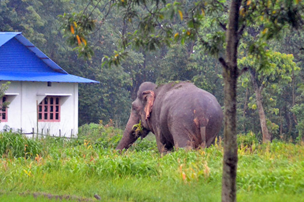 வீடொன்றுக்கு அருகில் காட்டு யானைக்கு நேர்ந்த கதி | Wild Elephant Found Dead Near A House