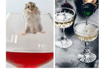 சீன மக்கள் ஏன் ஒயினில் எலிக்குட்டியை மிதக்க வைத்து குடிக்கிறார்கள் தெரியுமா? வெளிவந்த பல நாள்  ரகசியம்..