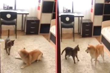 ஆக்ஷனில் பூனையை ஓரங்கட்டிய நாய் - மிரண்டு போய் நின்ற தருணங்கள்!