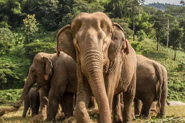 அதிகளவான யானைகள் உயிரிழந்த வருடமாக 2022 - எண்ணிக்கையுடன் வெளியாகியுள்ள அறிக்கை! | 2020 Elephants Death Report Sri Lanka