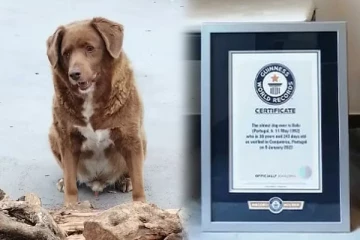 30 வயதில் சாதனை படைத்த நாய்: என்ன சாதனைத் தெரியுமா? வைரலாகும் வீடியோ!