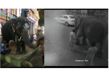 யானை லட்சுமி உயிரிழப்பதற்கு முன்... - பதறவைக்கும் சிசிடிவி காட்சி இணையதளத்தில் வைரல்...!