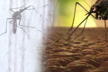 යළිත් හිස ඔසවන ඩෙංගු වලින් බේරීමට උපදෙස්..