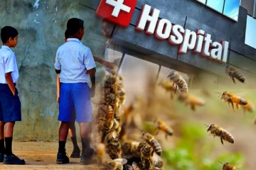 குளவிகொட்டுக்கு இலக்காகி 78 மாணவர்கள் வைத்தியசாலையில் அனுமதி