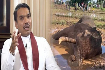 கவந்தீசா யானைக்கு நடந்த அநீதி : நாமல் வெளியிட்ட தகவல்