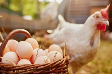 இந்த 3 மாநிலங்களில் இருந்து கோழிகள், முட்டை வாங்கக்கூடாது - அரசு தடை!