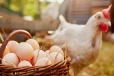இந்த 3 மாநிலங்களில் இருந்து கோழிகள், முட்டை வாங்கக்கூடாது - அரசு தடை!