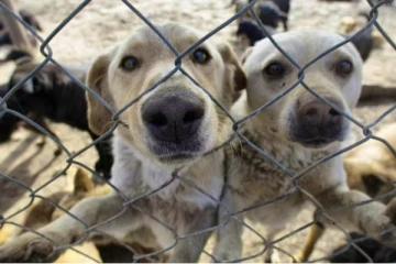 சுவிட்சர்லாந்தில் கருணைக்கொலை செய்யப்பட்ட 120 நாய்கள்: அதிர்ச்சியை ஏற்படுத்தியுள்ள செய்தி