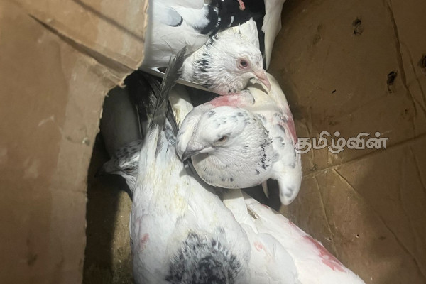 நெடுந்தீவில் நடந்த கொடூரம்: பொலிஸாருக்கு பயந்து உரிமையாளர்களின் வெறிச்செயல் | Owner Burns Pigeons In Nedunthee Due Fear Police