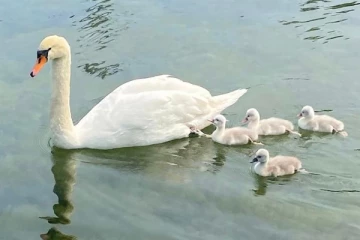 அன்னப்பறவை மீது உயிரையே வைத்திருக்கும் கிராமம்; கொன்று தின்ற இளைஞர்களுக்கு நேர்ந்த கதி