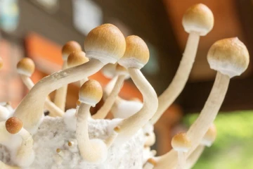 மேஜிக் காளான் பயன்பாட்டை சட்டப்பூர்வமாக்கிய உலகின் முதல் நாடு!