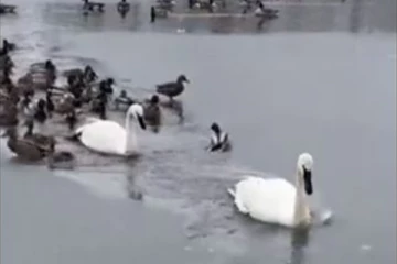 வாத்துகளுக்கு வழிகாட்டிய அன்னப்பறவை... 1000 தடவை பார்த்தாலும் சலிக்காத காட்சி