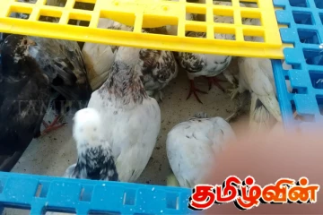 இந்தியாவிலிருந்து கடத்திவரப்பட்ட புறாக்களுடன் நெடுந்தீவில் மூவர் கைது