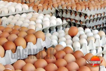 බිත්තර මිල පහළට නව මිල මෙන්න