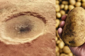 இனி உருளைக்கிழங்கினால் வீடு கட்டலாம்!