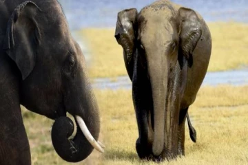 யானைகள் பற்றி இந்த 10 ரகசியங்கள் உங்களுக்கு தெரியுமா? வேட்டையாடாதீர்கள்!