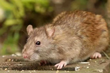 எலிக்காய்ச்சல் தொடர்பில் விடுக்கப்பட்ட எச்சரிக்கை