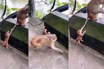 viral video! குரங்குகளுக்கு எதற்காக வால் இருக்கிறதென்று தெரியுமா? இந்த வீடியோவ பாத்தா உங்களுக்கே புரியும்!